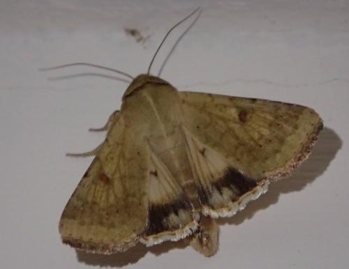 Réf. 354 840 : Helicoverpa armigera